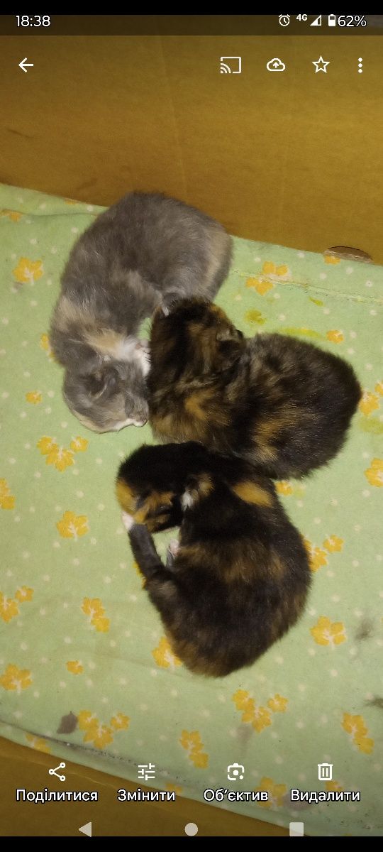 Котики вік 1,5 місяці