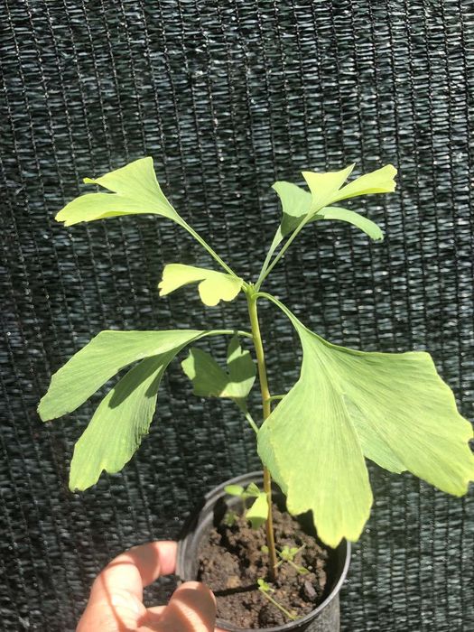 Гинкго Билоба,Лавр