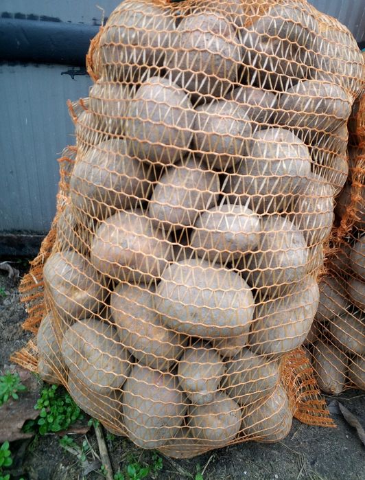 Ziemniaki baltic rose