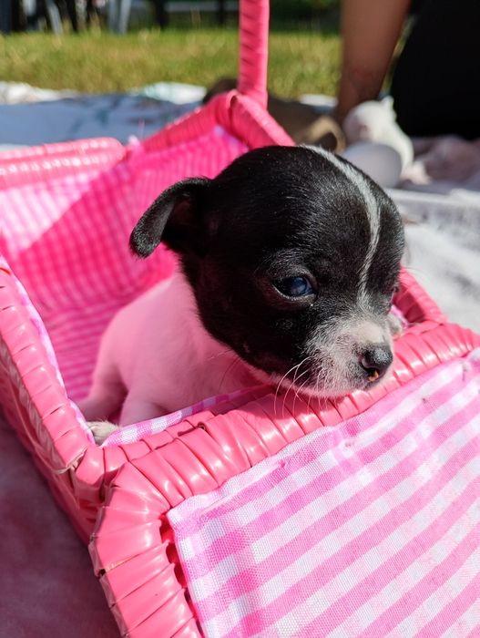 Chłopiec chihuahua
