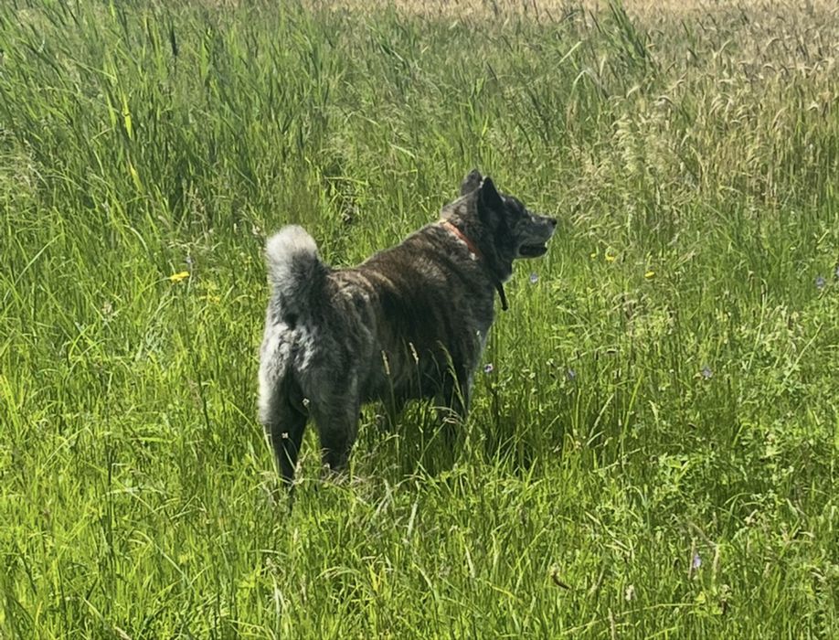 Akita szuka domu, do adopcji