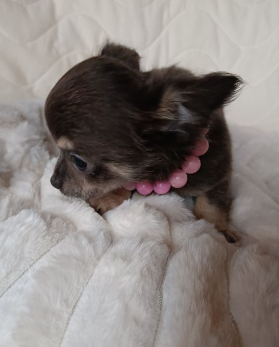 Chihuahua suczka blue xs