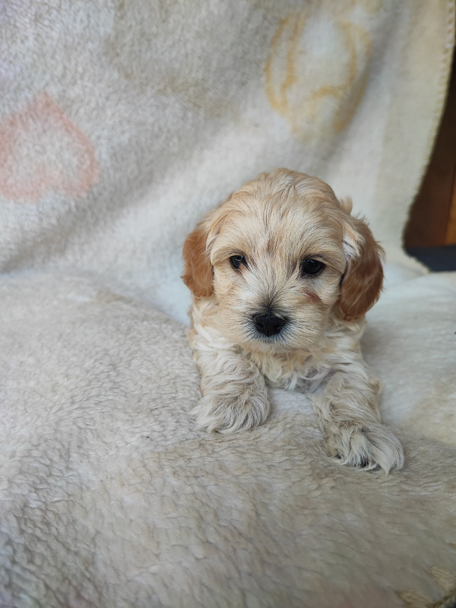 Maltipoo chłopiec F1