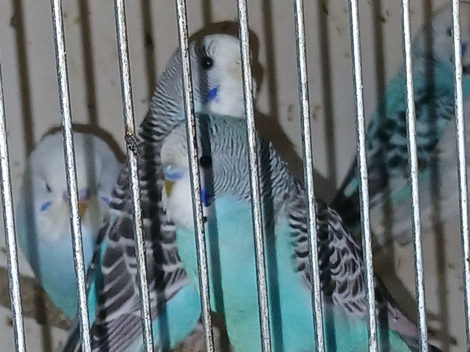 Sprzedam papugi faliste