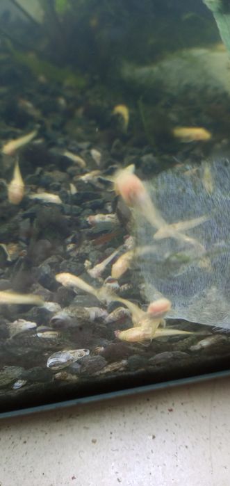 Białe glonojady albinosy