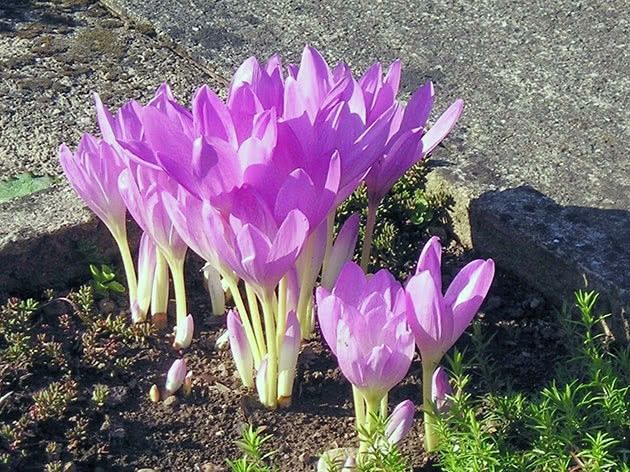 Безвременник ( пізньоцвіт осінній)