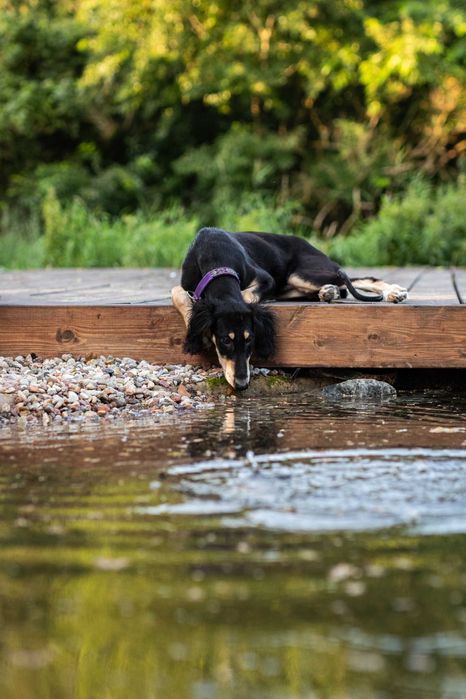 Chart perski SALUKI, suczka z metryką ZKwP/FCI
