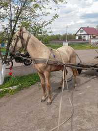 Продам лошицу у добри руки