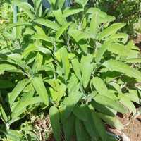 Vendo Salvia planta