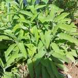 Vendo Salvia planta
