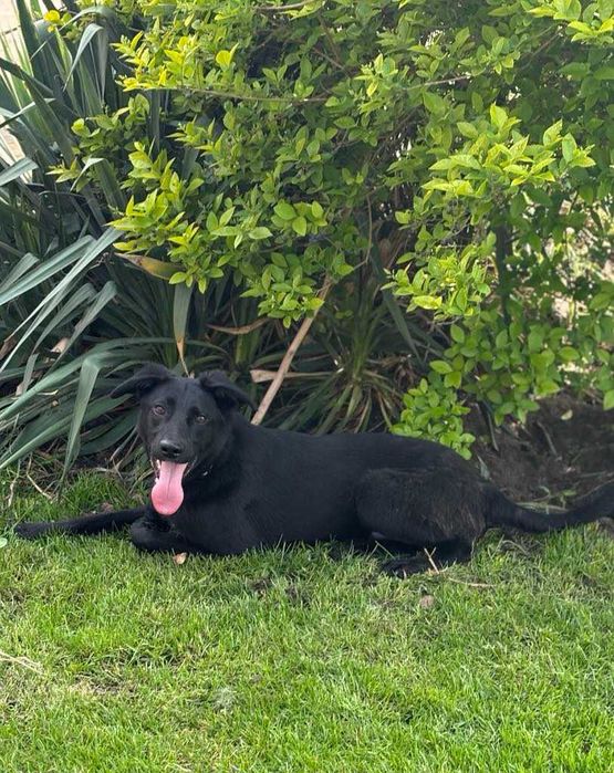 Przyjacielski 1,5roczny  psiak szuka domu adoptuj