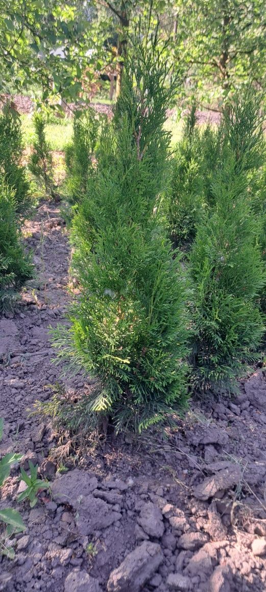 Tuja Thuja Szmaragd 70 cm od gruntu