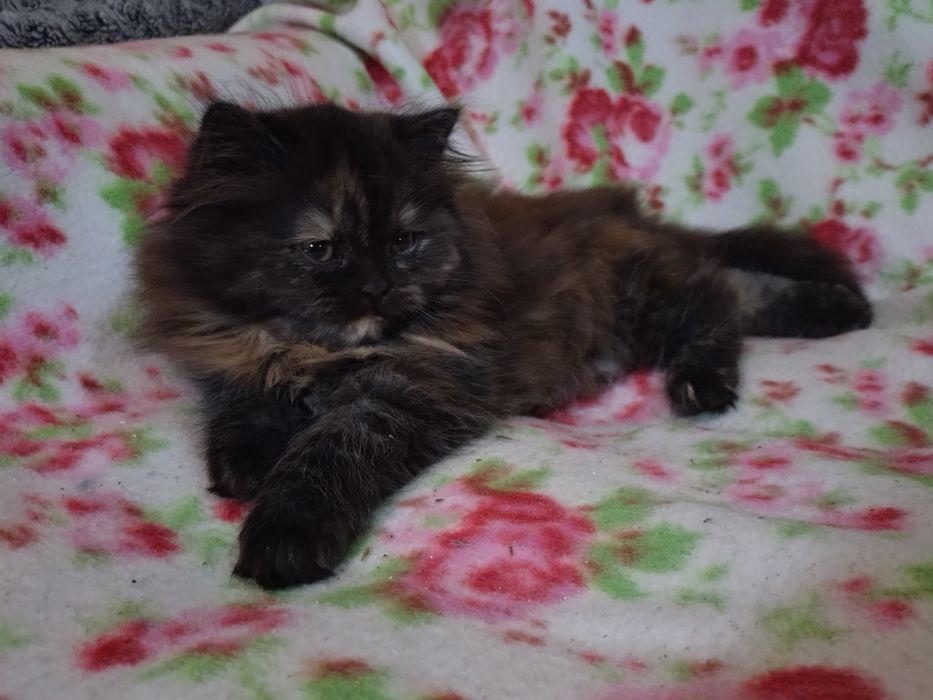 REZERWACJA Sharley cudna kociczka