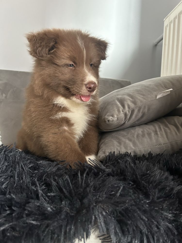 Piesek border collie czekoladowo-biały