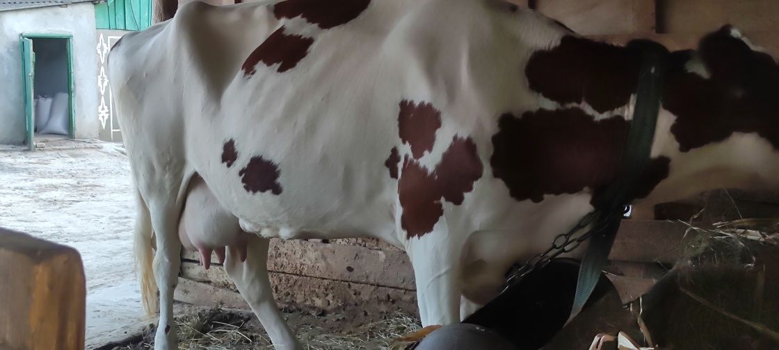 Продам племенную айширку!