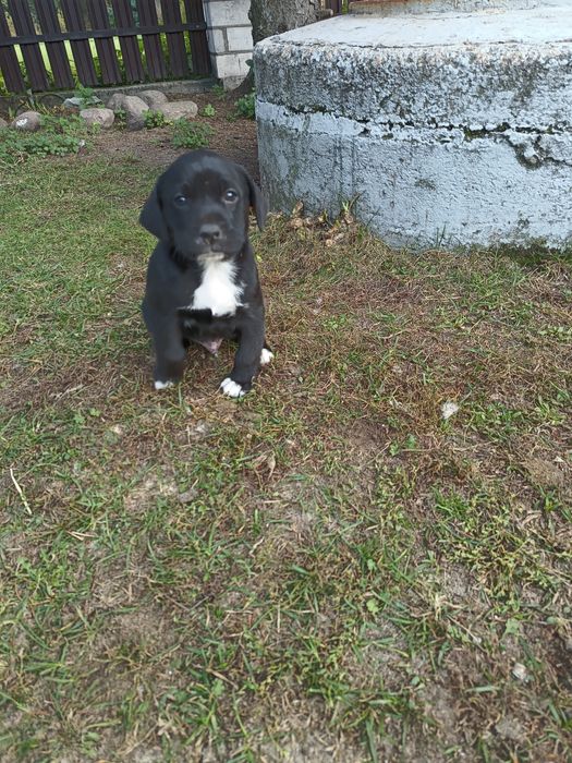 Oddam pieski  w dobre ręce