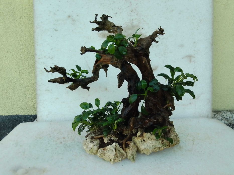 Drzewko bonsai do akwarium Z anubiasem