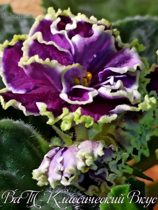 Фіалка кімнатна рослина