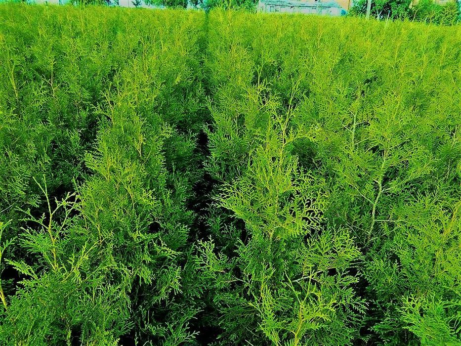 Tuja Tuje Brabant 160-170 cm SUPER PROMOCJA!! Sadzenie