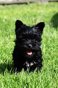 Śliczny mały piesek Black Yorkshire Terrier !!!