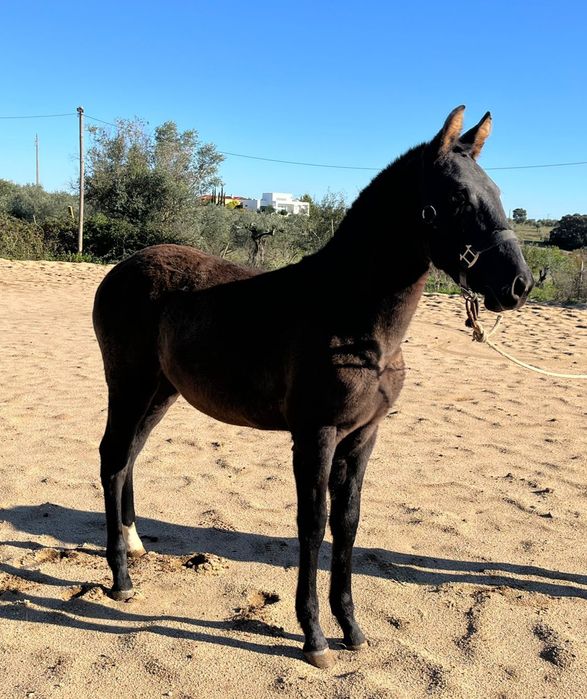 Poldro Lusitano preto