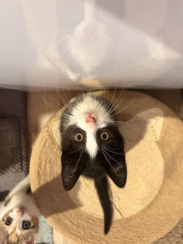 Kocie piękności do adopcji