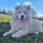 Samoyed gotowy ZKwP FCI