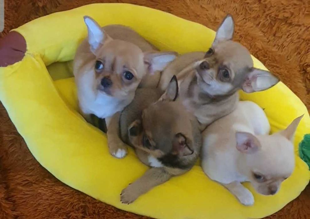 Братики й сестрички чихуахуа.