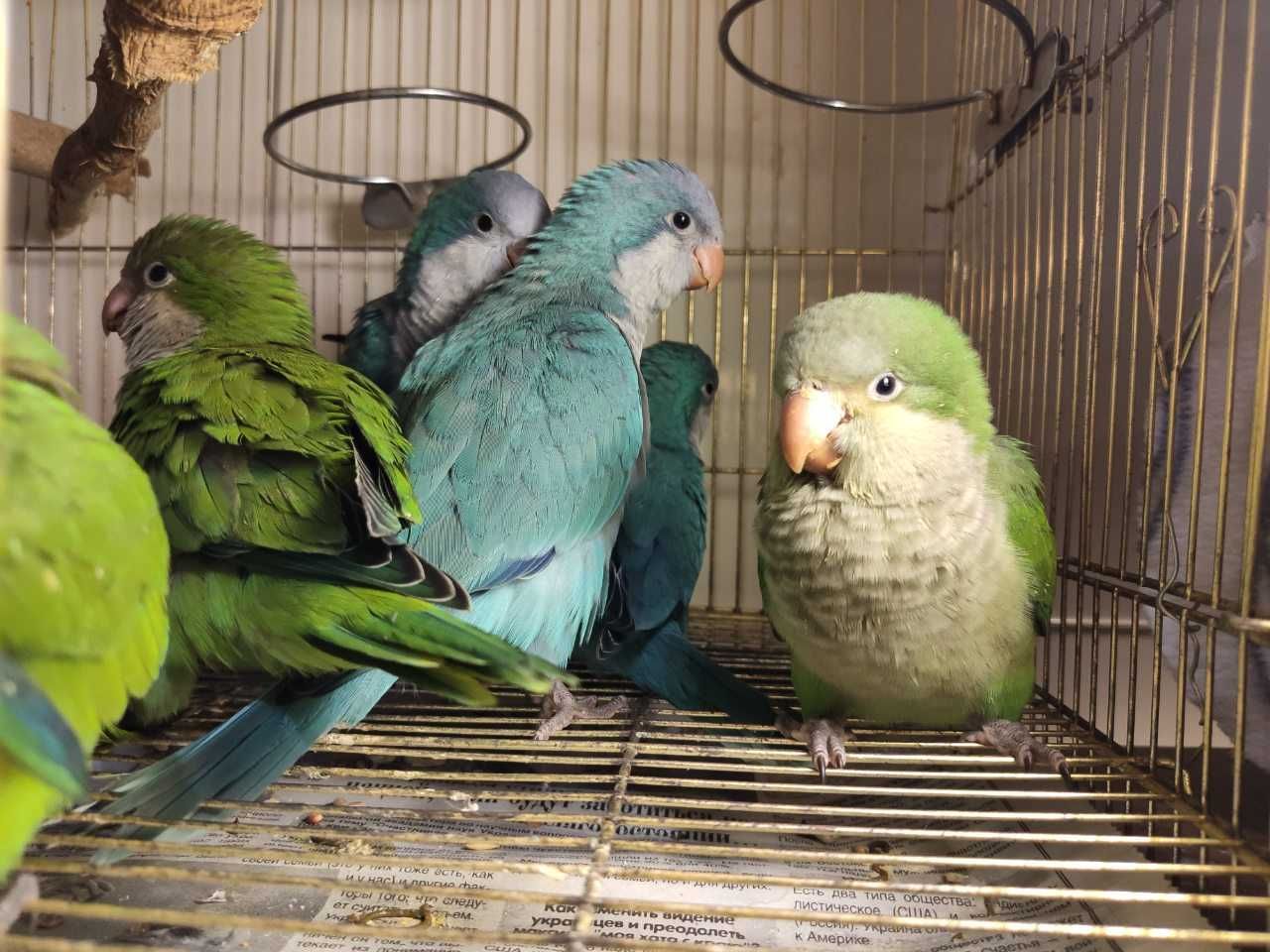 Попугай говорун, зеленый Калита Монах - птенцы. Продажа по Украине