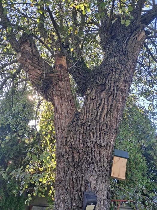 Grusza,do wędzenia, drzewo na pniu.130 cm obwód, 4 m wys