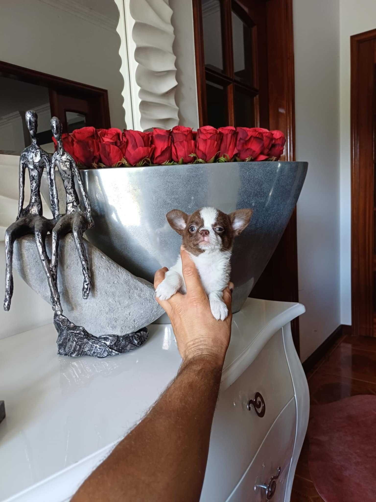 Chihuahua Superminiatura FEMEA BRANCA E CHOCOLATE   com LOP E AFIXO