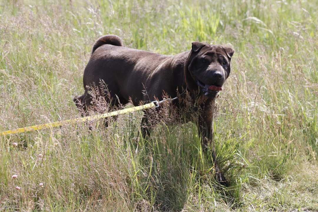 shar-pei suczka  szuka domu