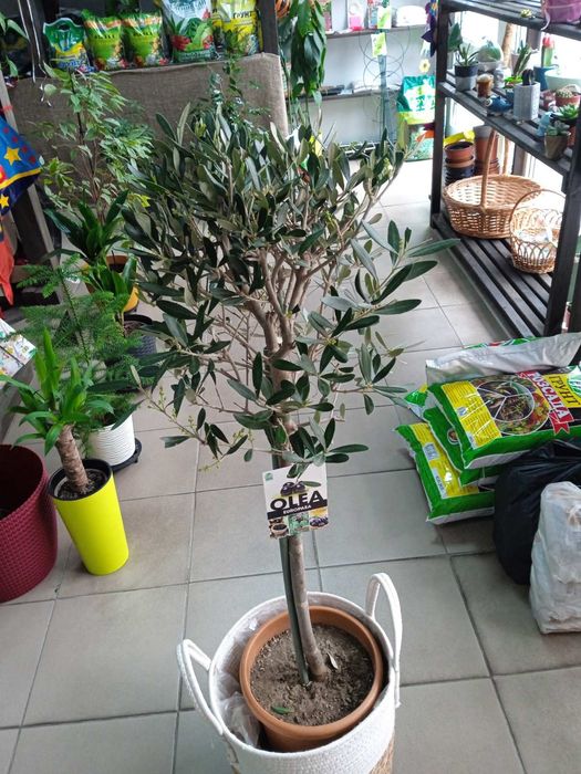 Кімнатні рослини,квіти.Оливкове дерево.Послуги: Пересадка Догляд