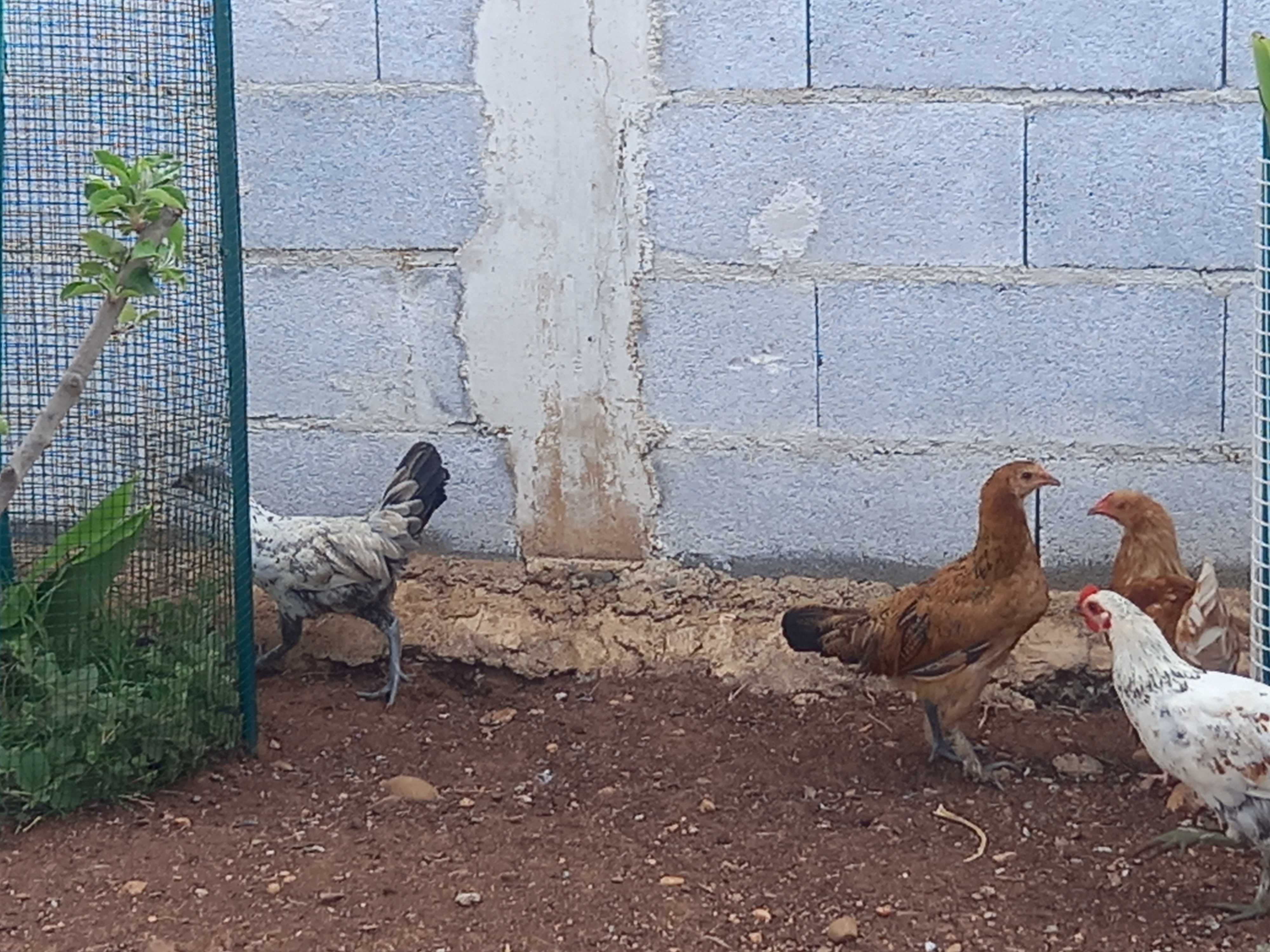 galinhas jovem..muitas opções de cores