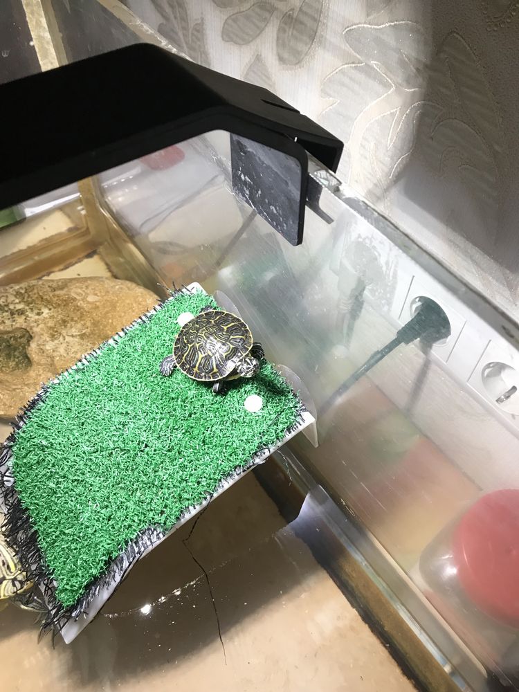 Черепаха красноухая маленька 4 см