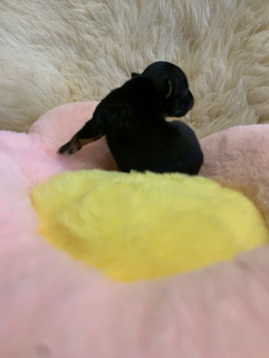 York  czarny samiec piesek