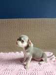 Chihuahua suczka