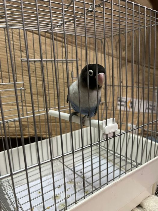 Agapornis Personata 2025 mais gaiola