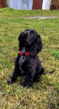 Młody Cocker Spaniel