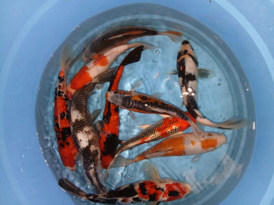 Carpas koi selecção premium