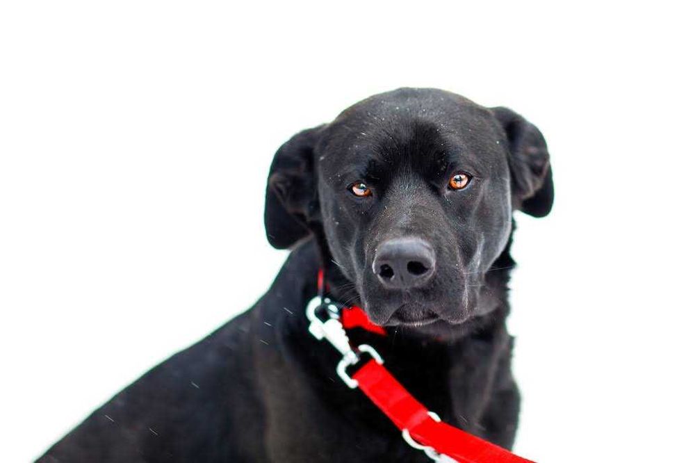 Herkules - LABRADOR -owaty, łagodny, wesoły. {FILMIKI}