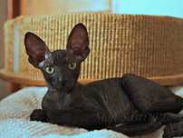 Czarna piękność Cornish Rex z hodowli Mon Sasti*PL