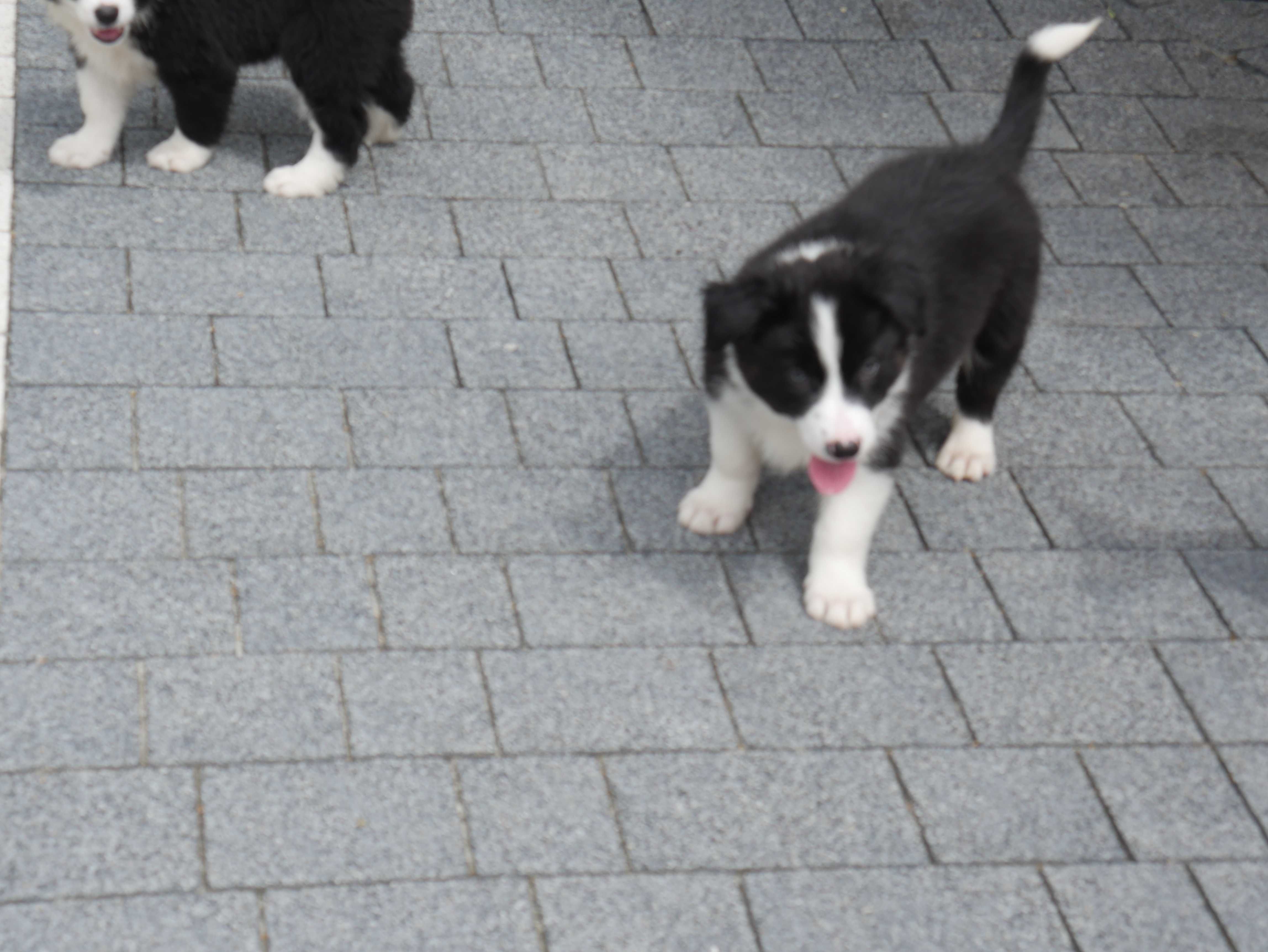 Border Collie - piesek