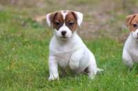 Jack Russell Terrier ZKwP FCI - wystawowa  suczka POLA