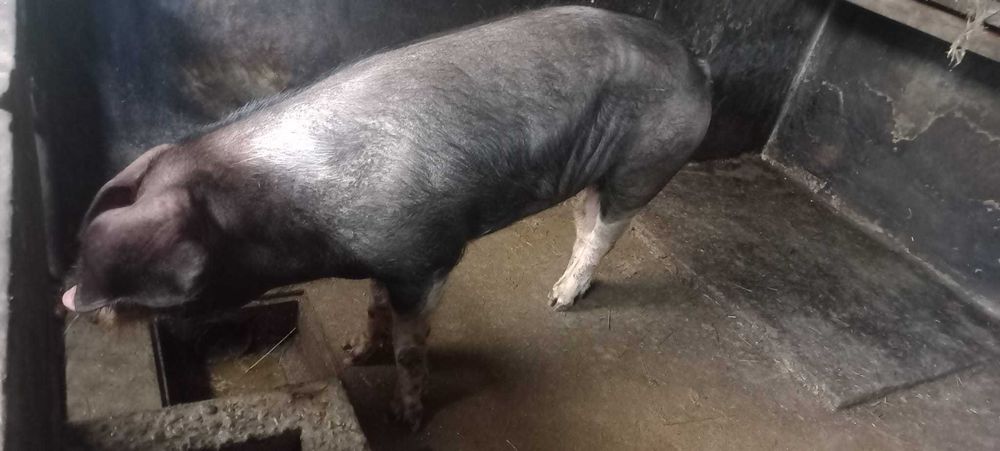 Porco bisaro inteiro