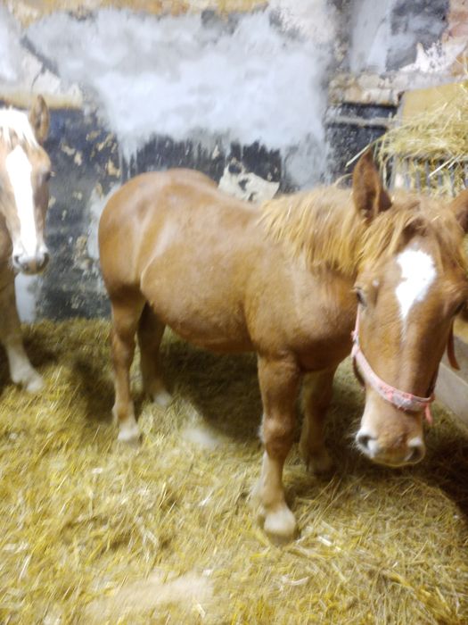 Źrebaki zimnokrwiste