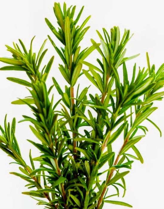 Organiczny balsam ROZMARYN, naturalny, 165 ml, EKO