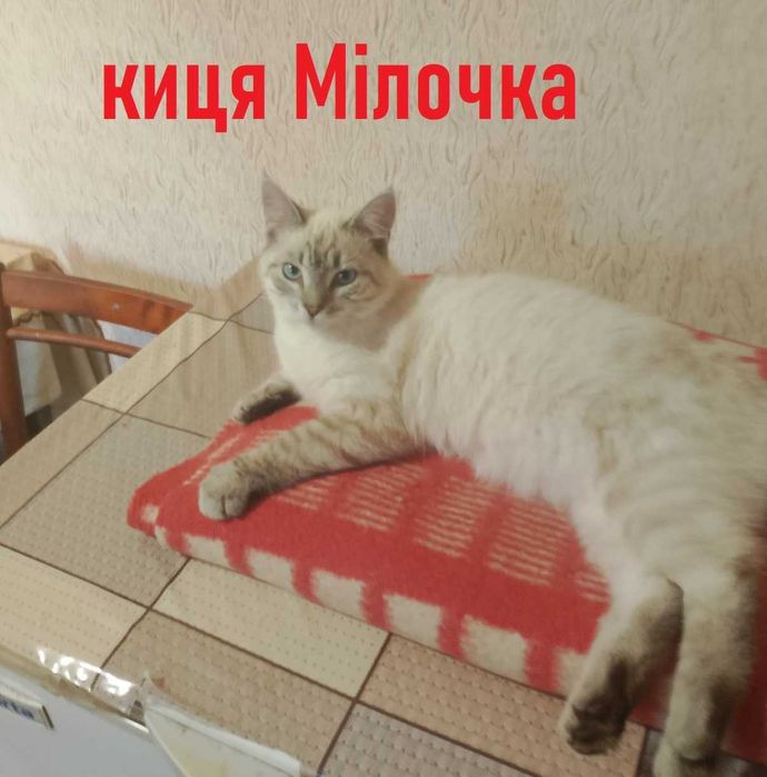 Віддаю котенят в добрі руки