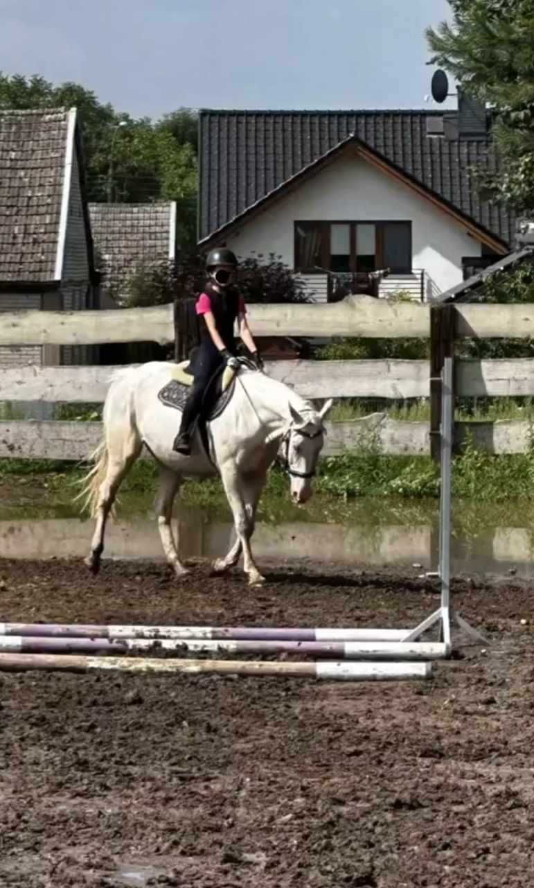 Klacz Wlkp cremello księga główna