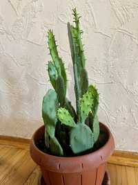 Плоский швидкорослий кактус opuntia vulgaris